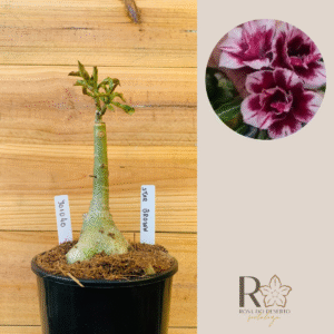 3010 40 Rosa do Deserto Star Brown