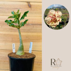 3010 38 Rosa do Deserto Girassol