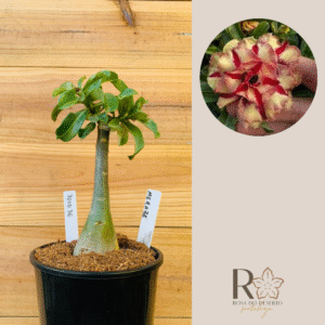 3010 36 Rosa do Deserto Merabe