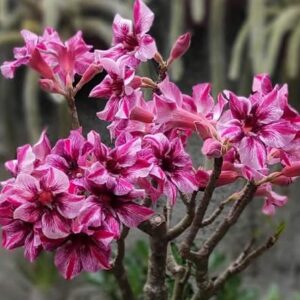 Pré Venda - Rosa do Deserto BT05