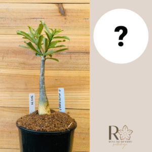 3010 33 Rosa do Deserto ID MISTERIOSO