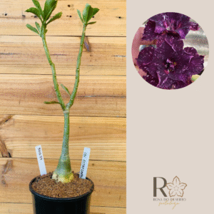 3010 29 Rosa do Deserto Céu Estrelado