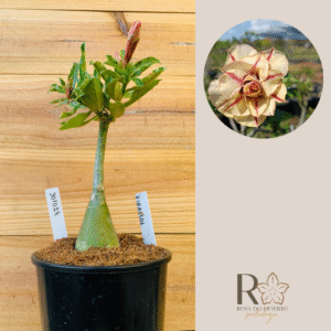 3010 24 Rosa do Deserto Girassol