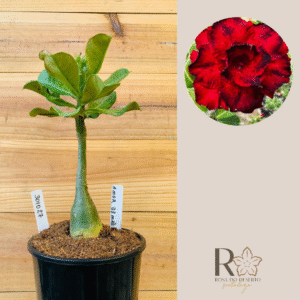 3010 27 Rosa do Deserto Amor de Mãe