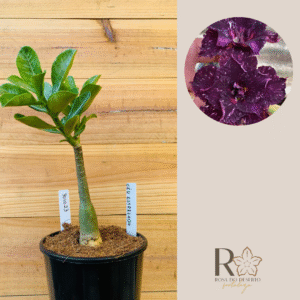 3010 23 Rosa do Deserto Ceu Estrelado