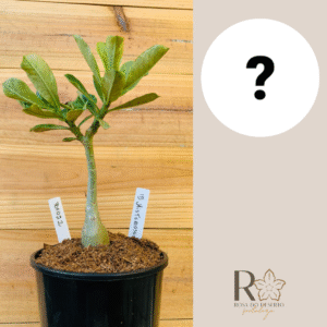 3010 22 Rosa do Deserto ID MISTERIOSO