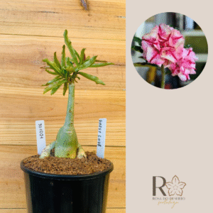 3010 21 Rosa do Deserto Daesy Love