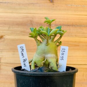 0311 55 Arabicum Optimus Prime Tigrada - F2 12 meses