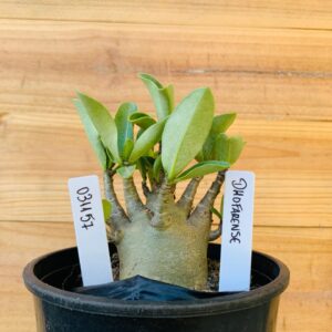 0311 57 Arabicum Dhofarense  - F2 12 meses