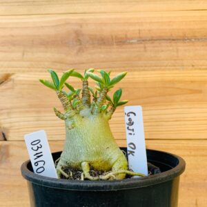 0311 60 Arabicum Godji Dk Tigrada - F2 12 meses