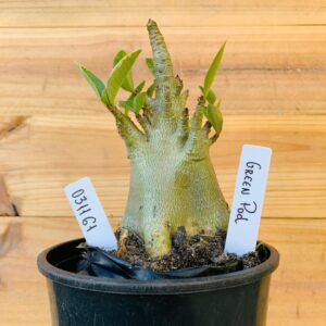 0311 61 Arabicum Green Pod Tigrada - F2 12 meses