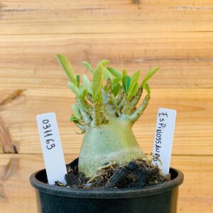 0311 63 Arabicum Espinossauro  - F2 12 meses