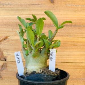 0311 52 Arabicum Jupiter  - F2 12 meses