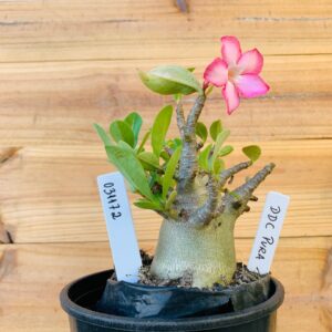 0311 72 Arabicum Ddc Pura - F2 12 meses