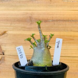 0311 80 Arabicum Tyson - F2 12 meses