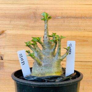 0311 81 Arabicum Tundra - F2 12 meses