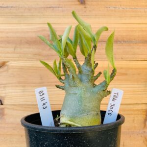 0311 43 Arabicum Thai Soco - F2 12 meses