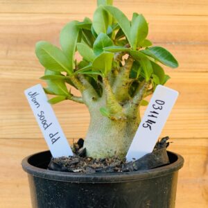 0311 45 Arabicum Nom Sod DD - F2 12 meses