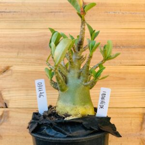 0311 46 Arabicum Ironhide- F2 12 meses