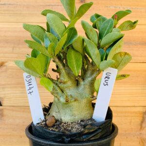 0311 47 Arabicum Urus - F2 12 meses