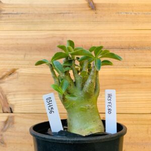 0311 56 Arabicum Hésfero - F2 12 meses