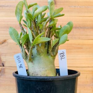 0311 58 Arabicum RBL - F2 12 meses