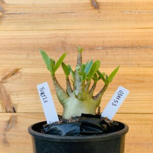 0311 53 Arabicum Turtle - F2 12 meses