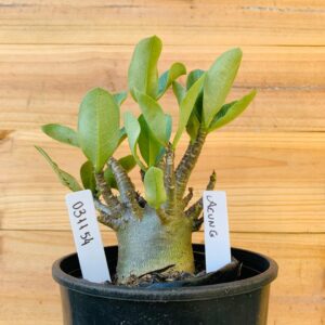 0311 54 Arabicum Aeung - F2 12 meses