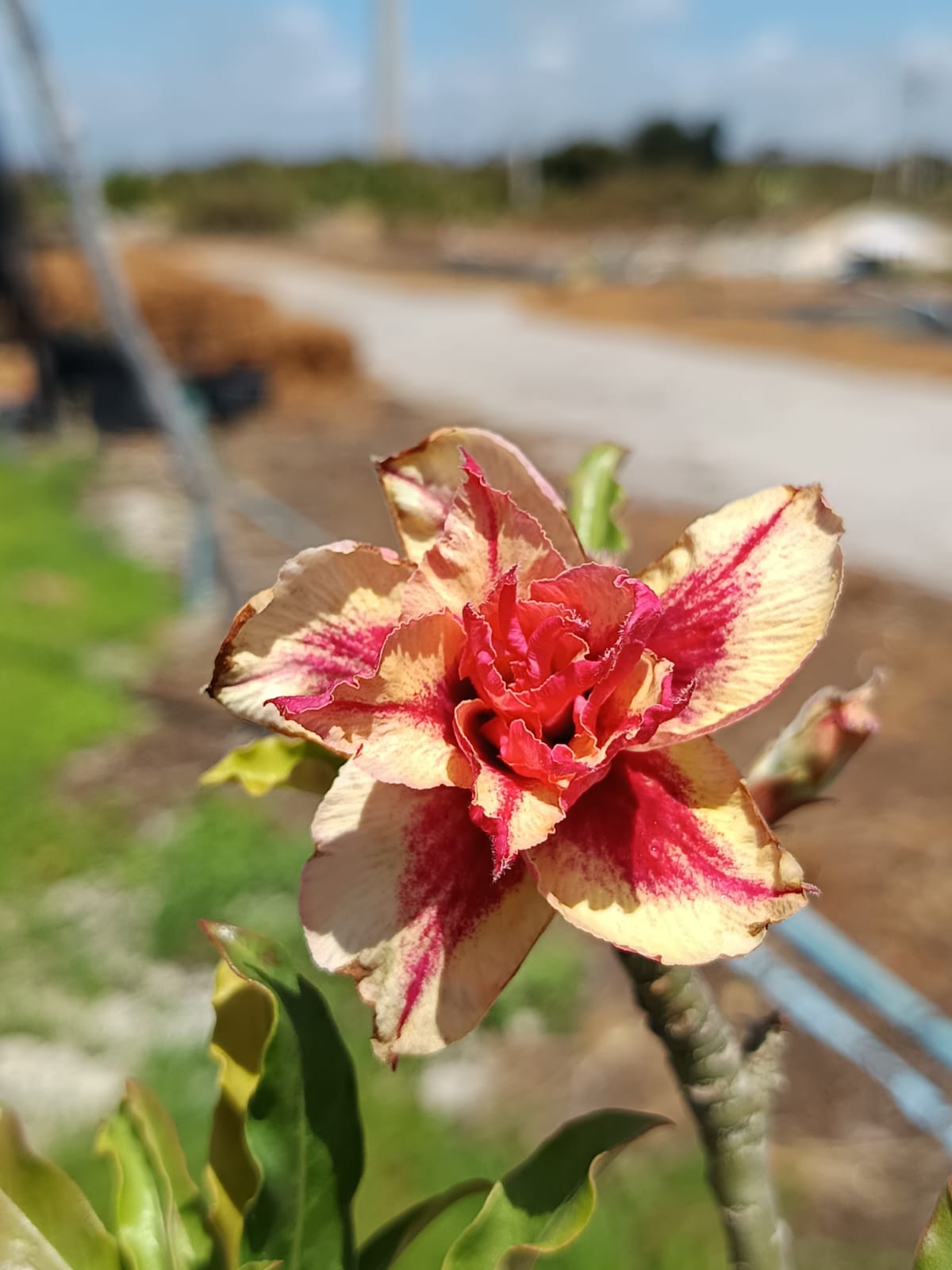 Baby - Rosa do Deserto Lança Chamas