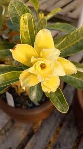 Pré Venda - Rosa do Deserto Lírio de Ouro