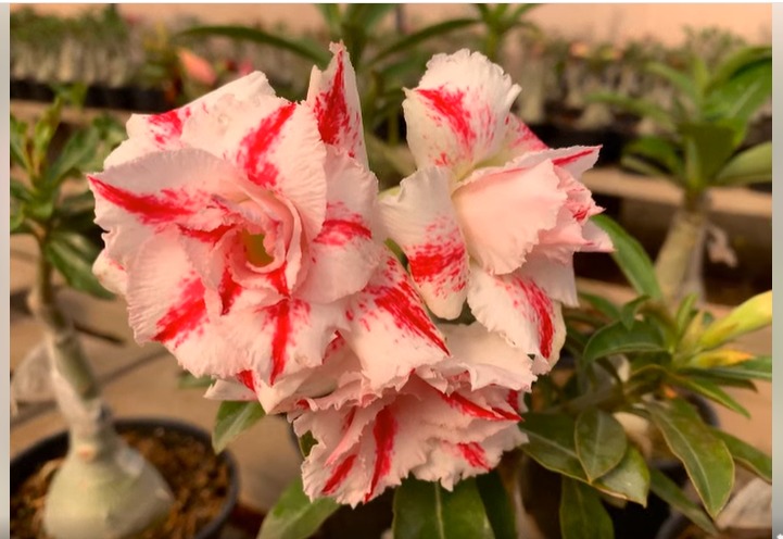 Pré Venda - Rosa do Deserto Helena