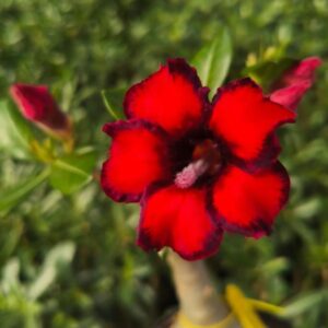 Pré Venda - Rosa do Deserto Ladybug