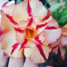 Pré Venda - Rosa do Deserto LM1