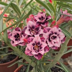 Pré Venda - Rosa do Deserto Ellie