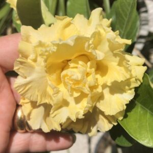 Pré Venda - Rosa do Deserto T15