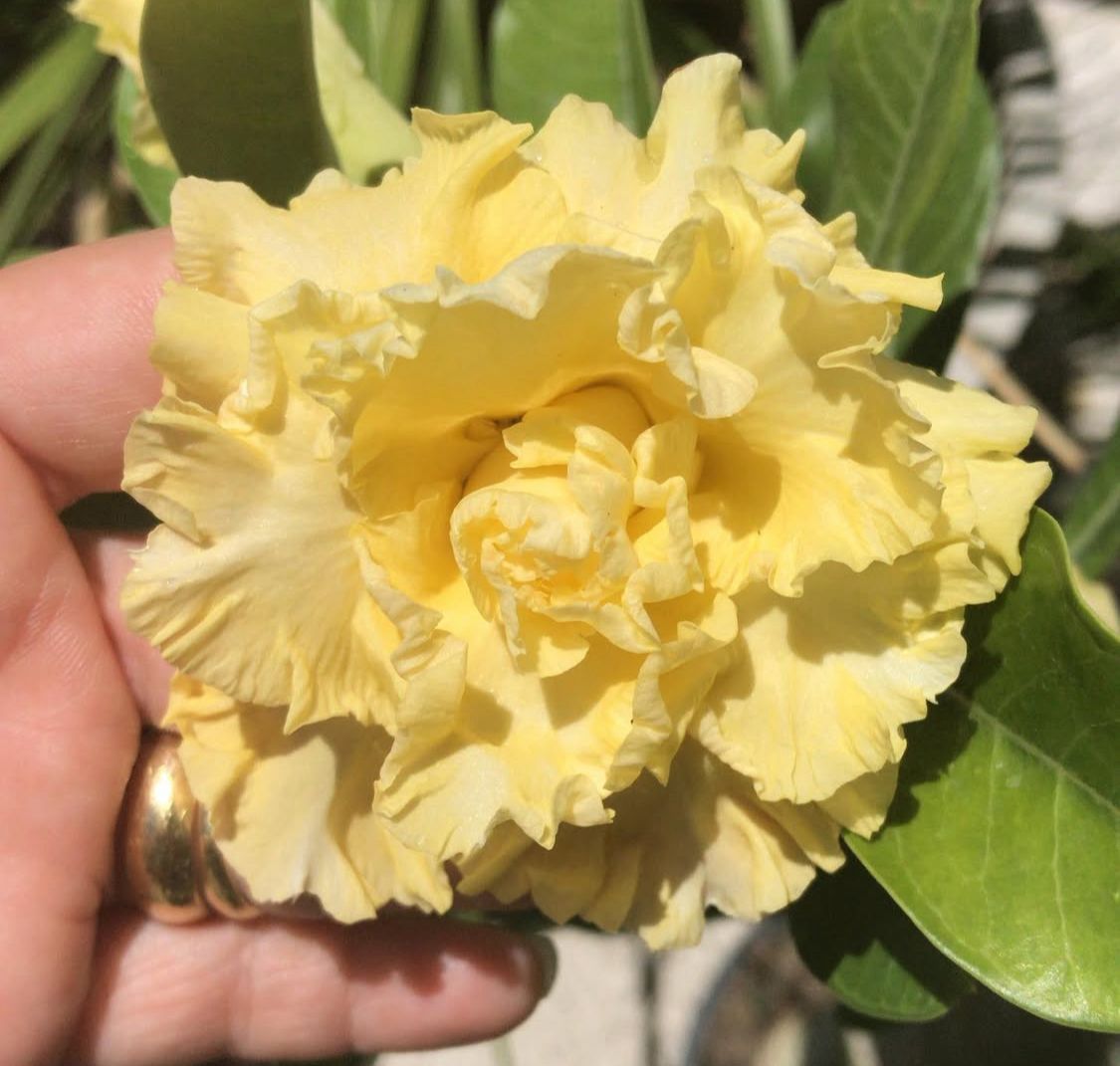 Pré Venda - Rosa do Deserto T15