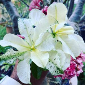 Pré Venda - Rosa do Deserto Variegata Super Star