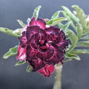 Pré Venda - Rosa do Deserto Queen Red