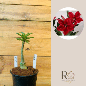 2410 57 Rosa do Deserto Lm 509