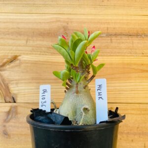 0411 36 Arabicum Mk Mk - F2 12 meses