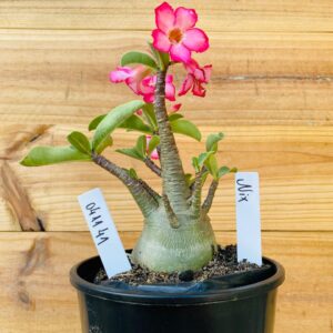 0411 41 Arabicum Nix - F2 12 meses