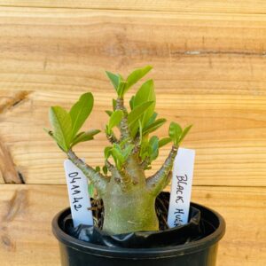 0411 42 Arabicum Black Hulk - F2 12 meses