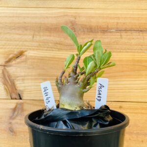 0411 45 Arabicum Asgard - F2 12 meses