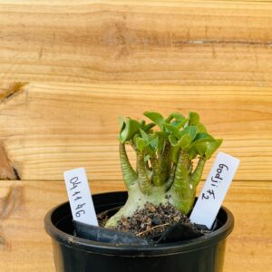 0411 46 Arabicum Godji - F2 12 meses