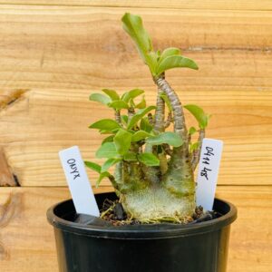 0411 48 Arabicum Onyx - F2 12 meses