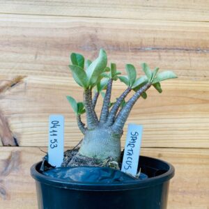 0411 53 Arabicum Spartacus - F2 12 meses