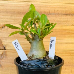 0411 54 Arabicum Dynamo - F2 12 meses