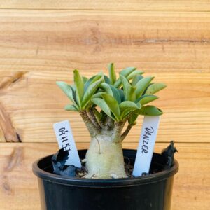 0411 57 Arabicum Panzer - F2 12 meses