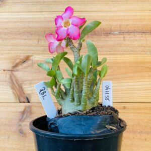 0411 58 Arabicum RBL - F2 12 meses