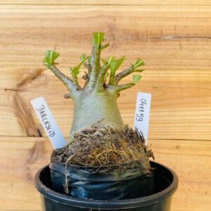 0411 59 Arabicum Darkseid - F2 12 meses